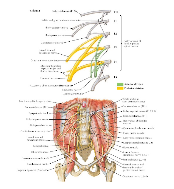 Lumbar Plexus Anatomy