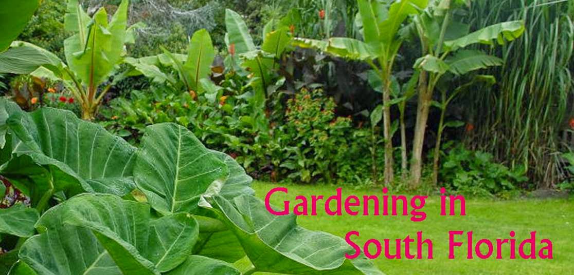 Gardening in South Florida: Bromeliads in the Garden