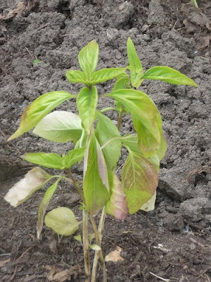 chile pepper plants alive