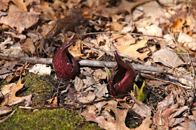 skunk cabbage emerging in April