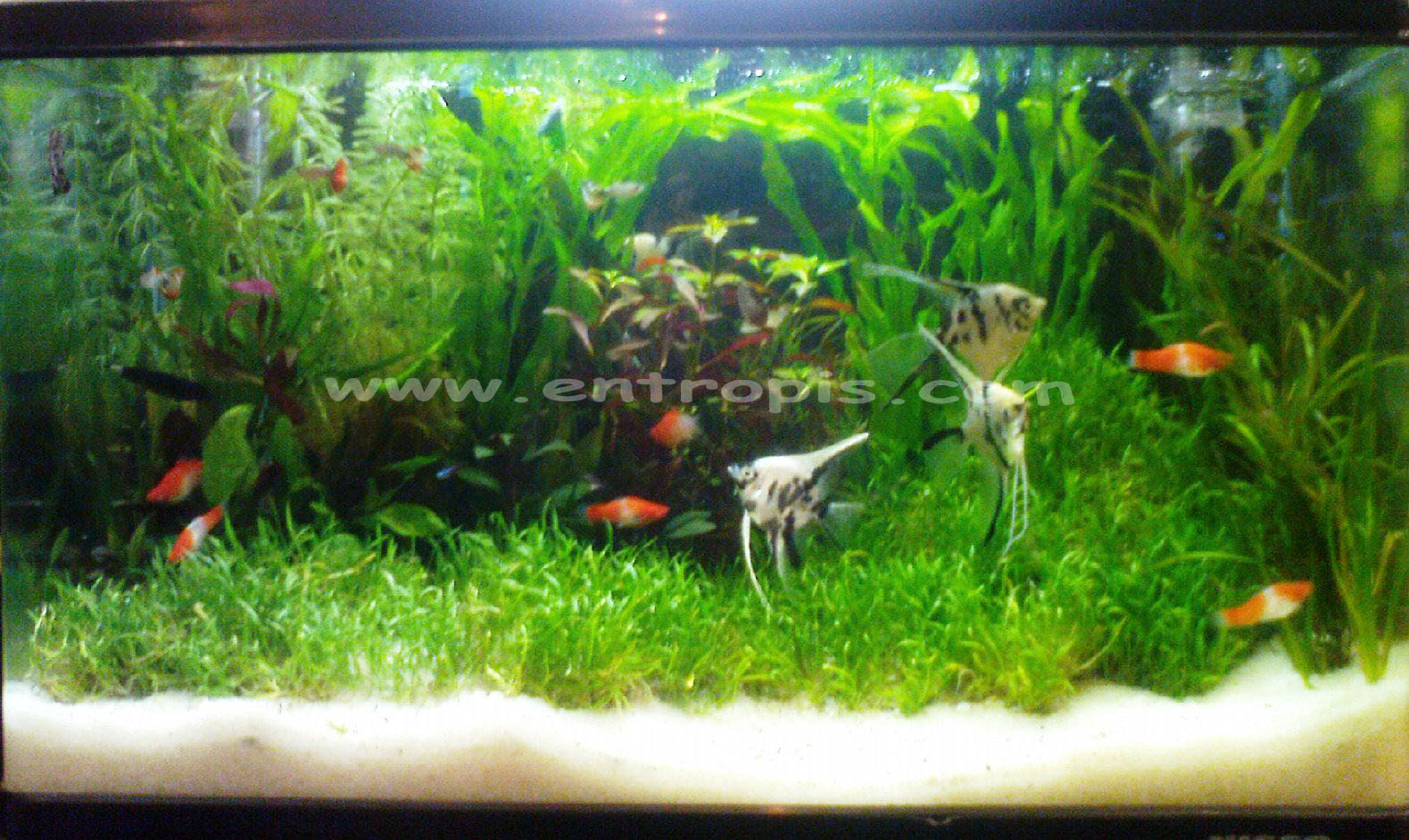  Dekorasi Aquarium  Air Tawar Blog Akvodecor com