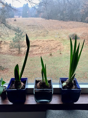 amaryllises looking over green (and brown) grass