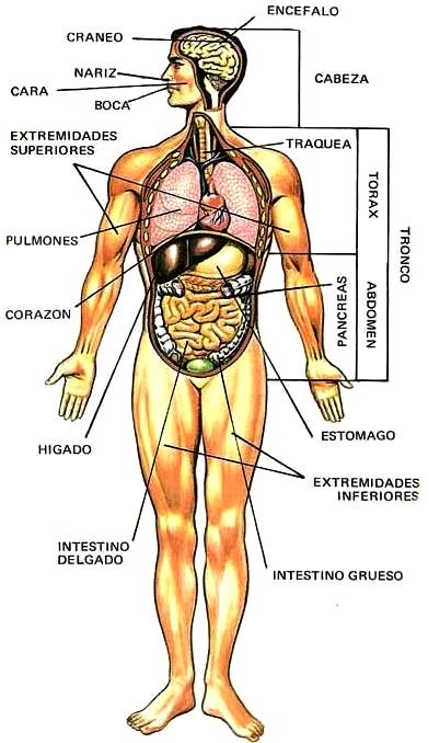 Dibujo del Cuerpo Humano indicando sus partes