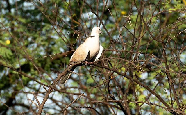 Bharatpur birding birds nature wildlife travel conservation