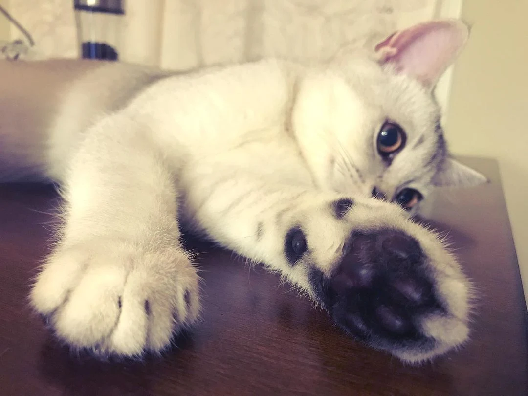 cute cat paws