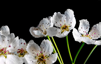 flores-de-petalos-blancos-y-filamentos-alargados