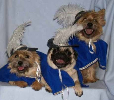 funny pictures of dogs in costumes. Dogs in funny costume - 10