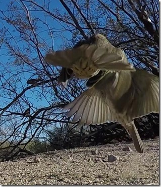 vlcsnap-2018-01-21-11h50m40s952