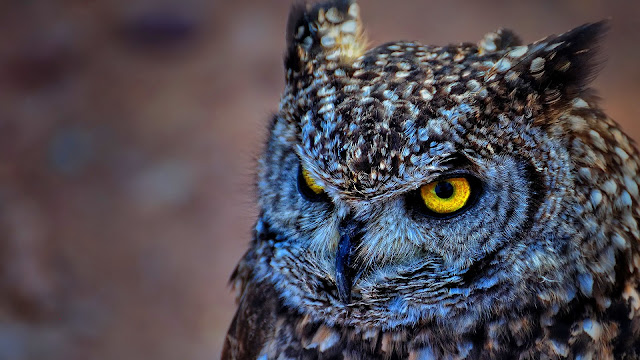 Spotted Eagle Owl HD Wallpaper