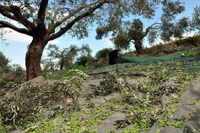 Εξιχνιάστηκε κλοπή μεγάλης ποσότητας ελαιόκαρπου στις Σέρρες