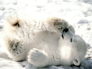 polar bear cute wild animal wallpaper