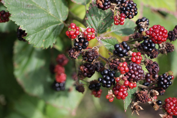 Blackberries at Hawarden Estate Farm Shop