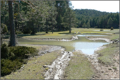 Praderías bordeando el Arroyo De La Alconera