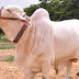 Shah Cattle Form 2013 Latest Pictures