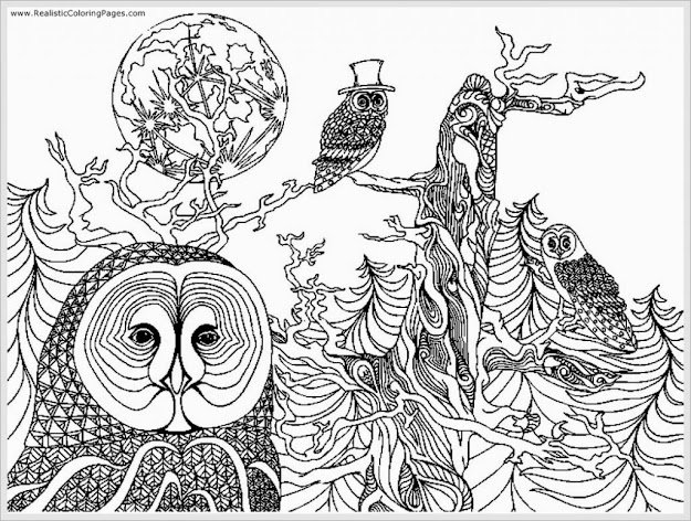 Owl Coloring Sheet   Owl Coloring Pages  On Free Colouring Pages  With Cute Owl Coloring