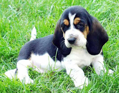 Basset Hound Puppies Pictures