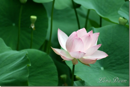 LF_Pink_Waterlily2