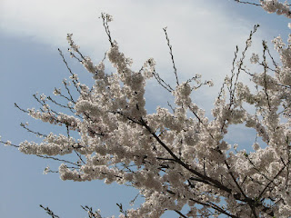 好きな花見スポット セメント工場跡の桜並木