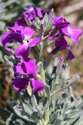 Prikneus - Noaskepripper - Silene coronaria