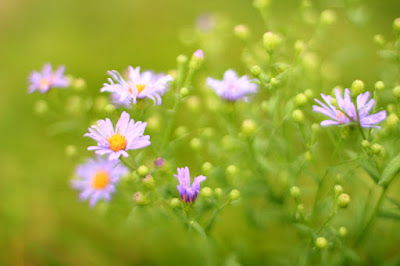 Field of Purple Flowers - Flower Photography by Mademoiselle Mermaid.