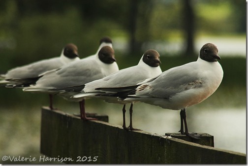36-gulls