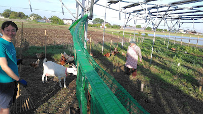 Goats and chickens under solar panels. 