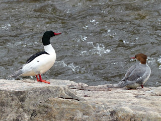 Mergus merganser - Grand Harle - Harle bièvre