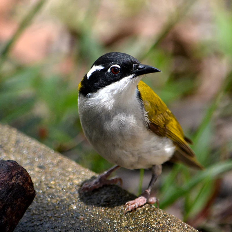 White-throated honeyeater