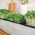 Indoor Herb Gardens: A Green Oasis for Your Home