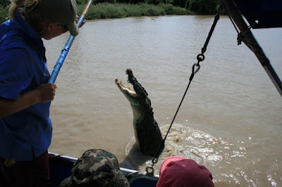 Saltwater Crocodile Jumping