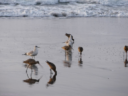 gulls among godwits
