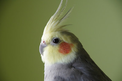 How to breed Cockatiel birds?