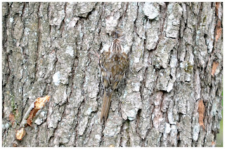 Pełzacz leśny (Certhia familiaris) czy pełzacz ogrodowy (Certhia brachydactyla)?