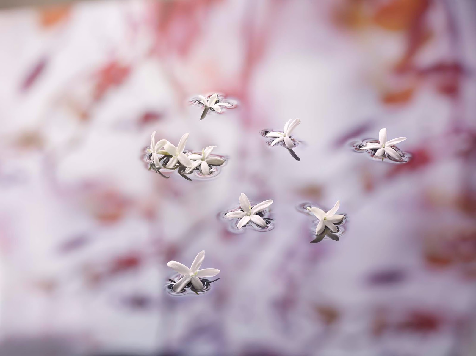 Fragancias que no pueden faltarte esta primavera