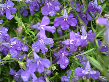 beautiful flowers