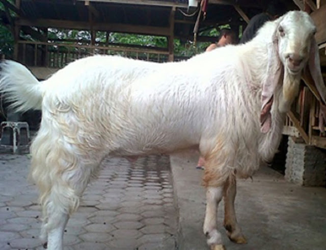 Kandungan Nutrisi Susu Kambing Untuk Kesehatan