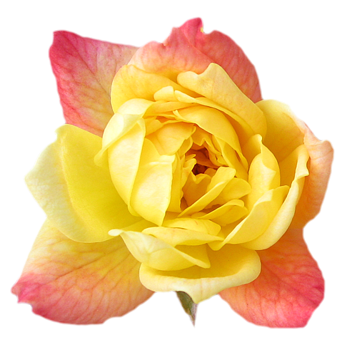 yellow flowers background. Yellow Rose Photos Collections