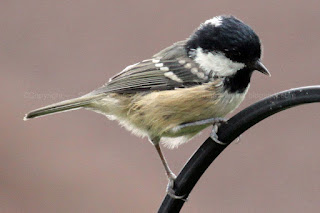 Coal Tit