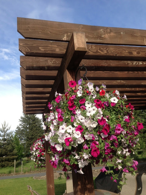 pergola flowers lights