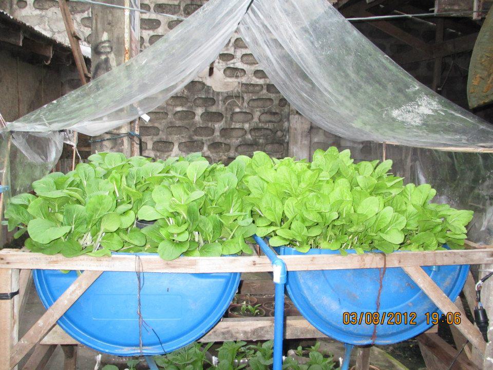 Share for the Greater Good: What is aquaponics?