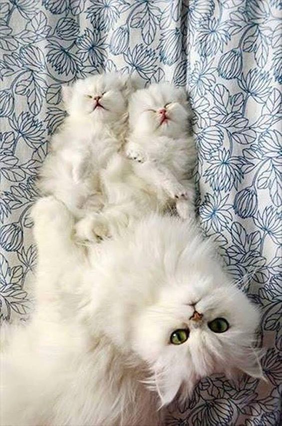 white cats family