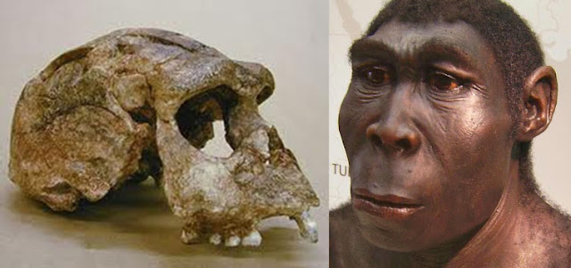 homo erectus palaeojavanicus