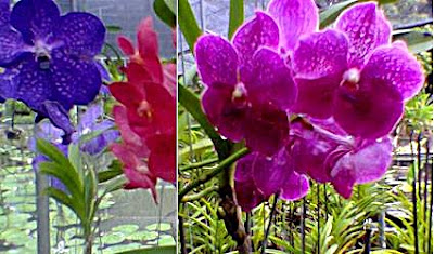 Phuket, Orchid Garden