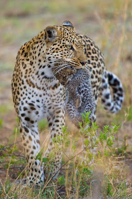 chiefs island, okavango delta, isak pretorius, photographic workshop, photographic safari, 