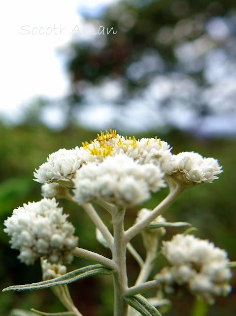 Anaphalis margaritacea