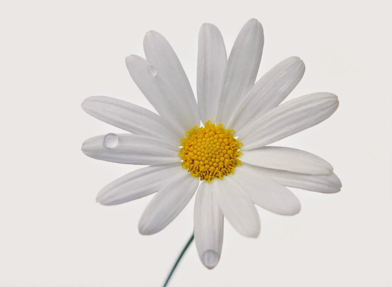 flower white background