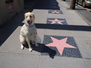  Walk Fame on Jack And Kim  Hollywood Walk Of Fame