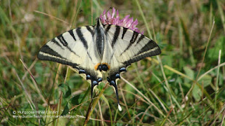 Iphiclides podalirius DSC125113