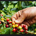 Kopi Papua New Nugini