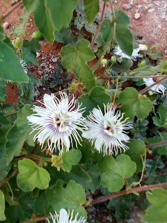 uso medicinal Pasiflora foetida